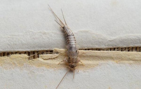 Silverfish crawling on a book.
