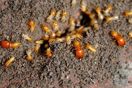 Termites emerging from a hole in the ground.
