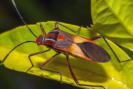Close up picture of a Bug