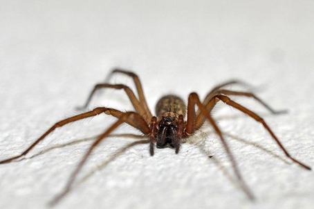 Close up picture of a Spider