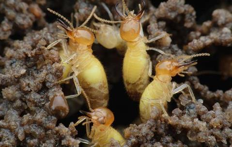 Several Termites