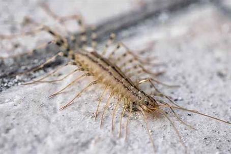 Centipede on the ground