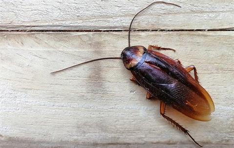 Close up picture of a cockroach