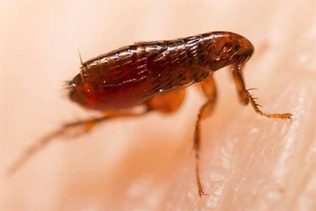 Flea crawling on a pet's skin.