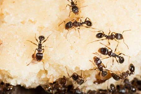 Ants on a food