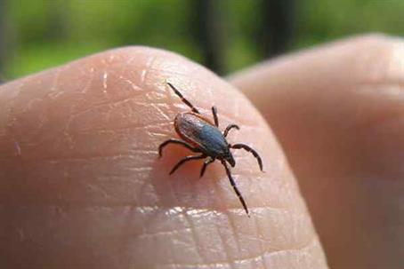 Tick crawling on someone's finger.