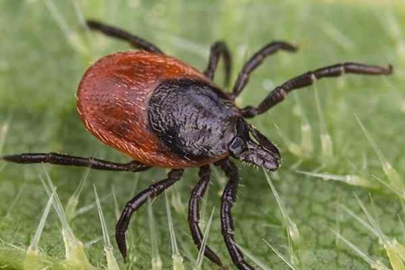 Tick crawling on a green leaf.