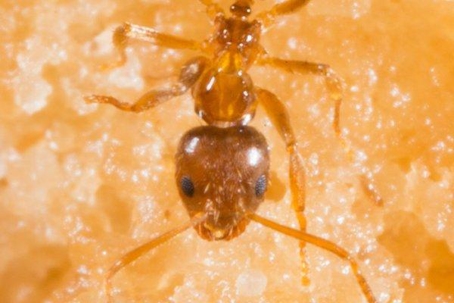 Close up picture of an ant