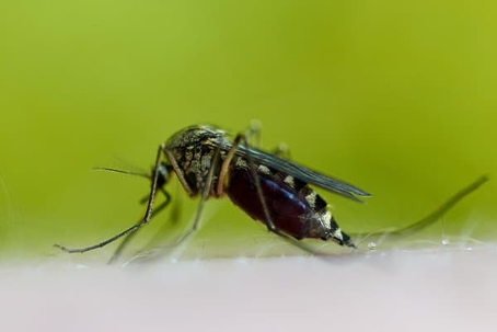 Mosquito biting someone's skin and drinking blood.