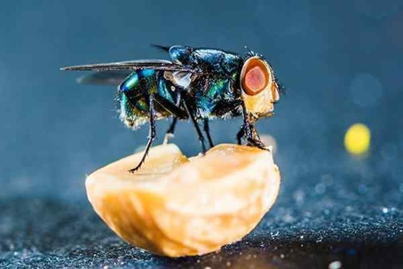 Close up picture of a Fly