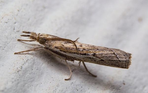 Close up picture of a Webworms