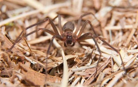 Brown spider crawling on dried grass.