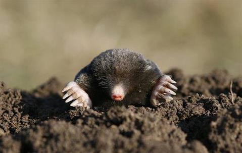 Close up picture of a Mole