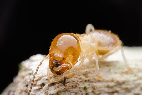 Termite crawling on a rock.