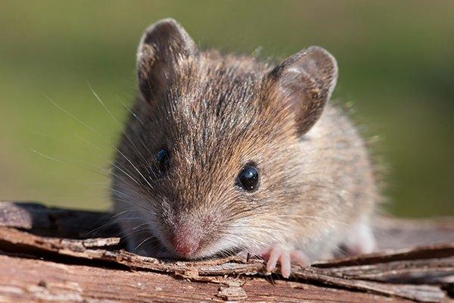 Close up picture of a rat
