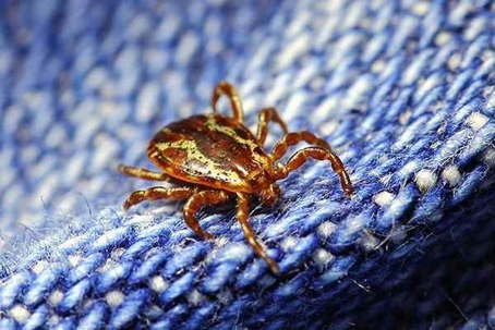 Tick crawling on fabric.