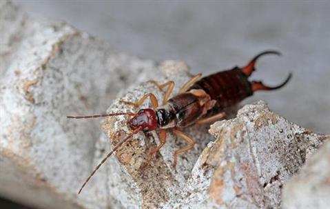 Earwig crawling on stone.