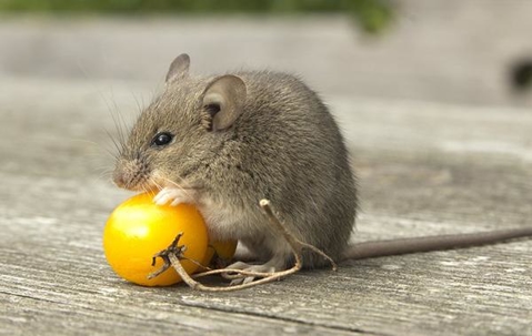 Small gray rat eating a yellow cherry tomato on a wooden patio floor.