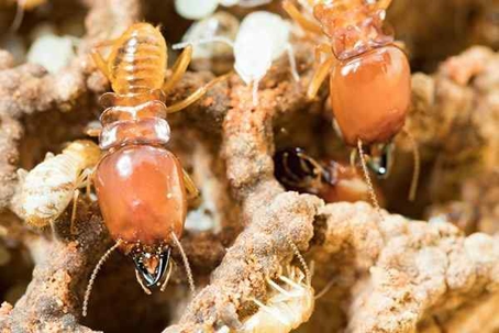 Close up picture of two Termite