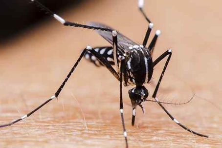 Mosquito on skin