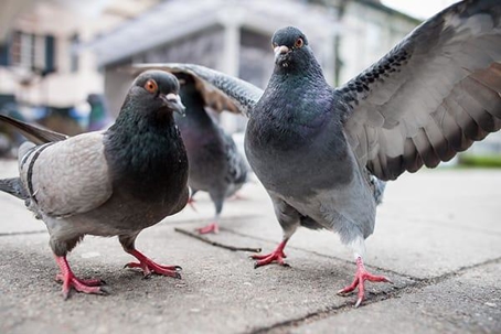 Pigeons