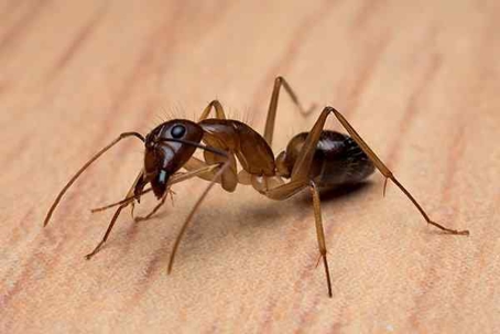 Subterranean termites