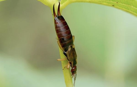 Earwig crawling on a plant.