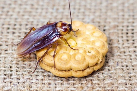 Cockroach crawling on a cookie.