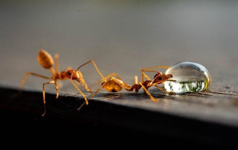 Close up picture of ants