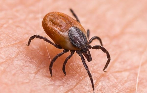 Tick crawling on someone's skin.