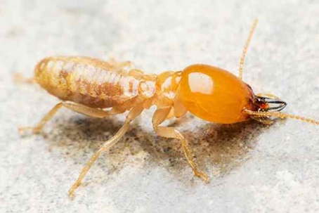 Termite