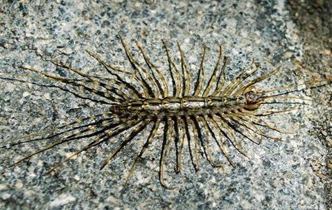 Centipede crawling on stone.