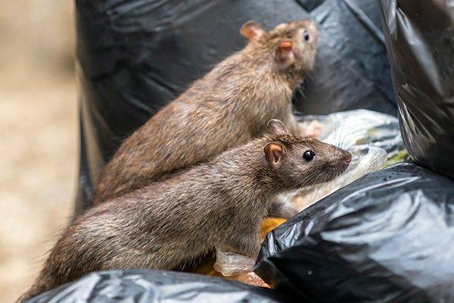 Two large brown rats on garbage bags.