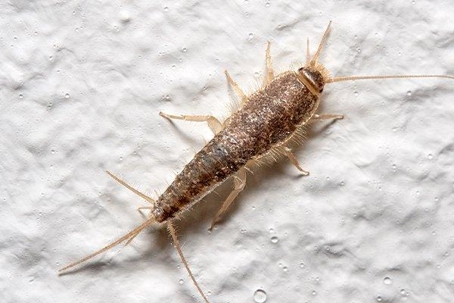 Silverfish crawling on a white wall.