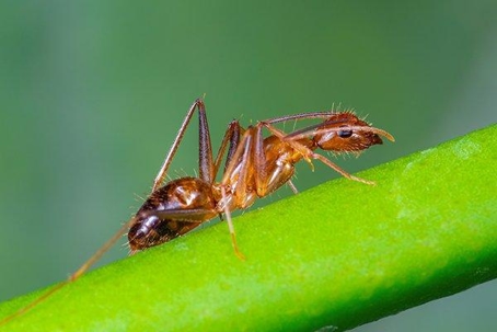 Ant crawling on a green stem.