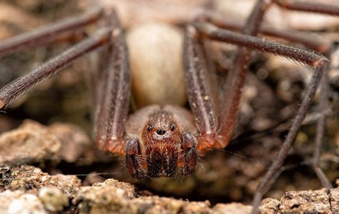 Close up picture of a Spider