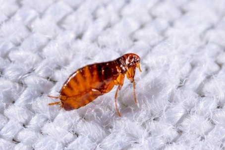 Flea crawling on fabric.