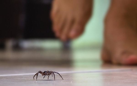 Small spider crawling on the tile floor while someone is walking barefoot nearby.