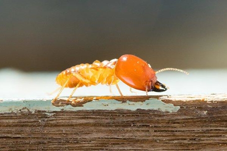 Termite