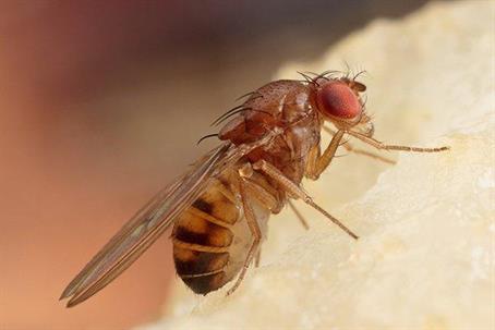 Close picture of a fly