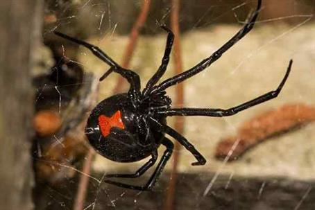 Black Widow Spider in its web.