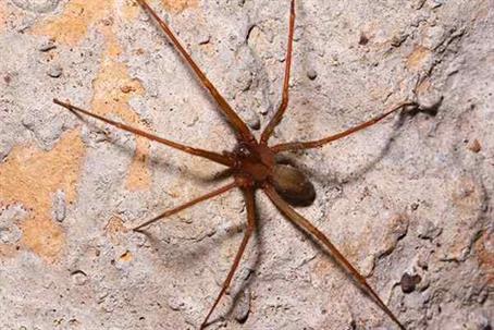 Brown Recluse Spider crawling on a wall.
