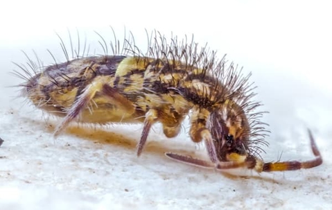 Close up picture of a springtails