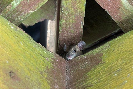 Rat peeking through the rafters.
