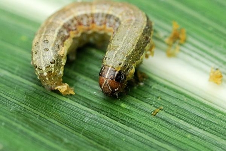 Close up picture of an Armyworm