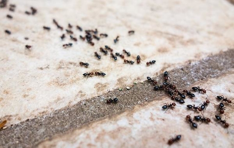 Trail of ants crossing tiles.