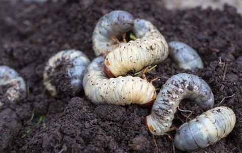 Grubs in soil.