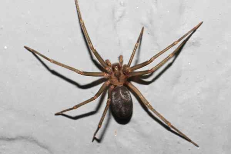 Brown Recluse Spider crawling on a wall.