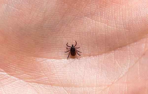 Tick crawling on someone's palm.