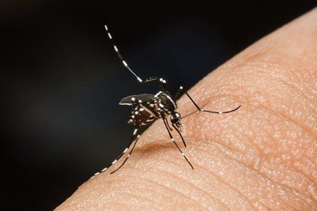 Mosquito biting someone's finger.